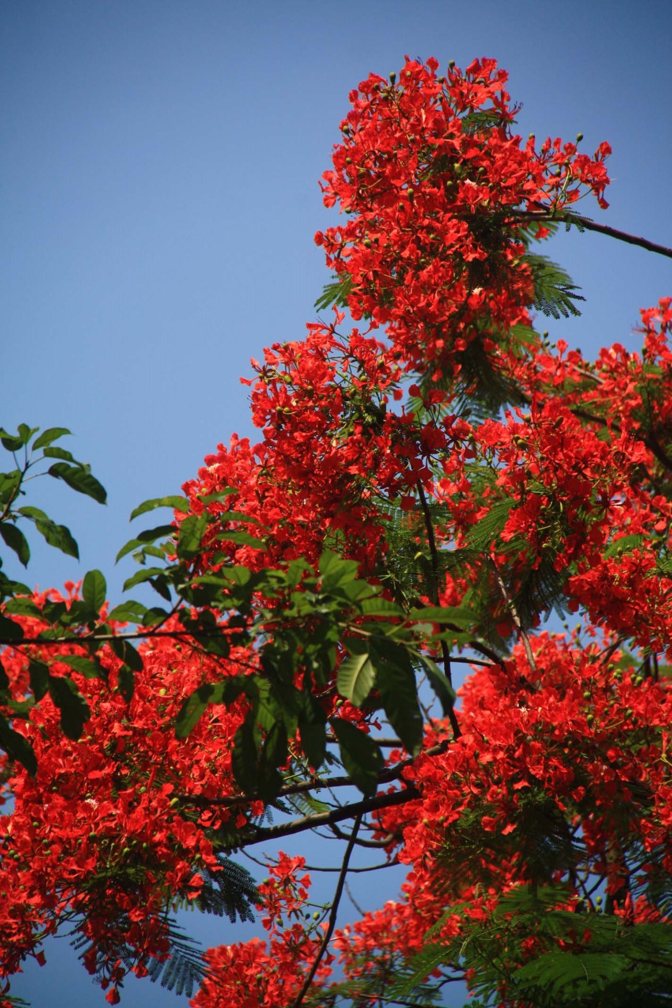 火凤丹龙 —— 广州纯阳观凤凰花特辑