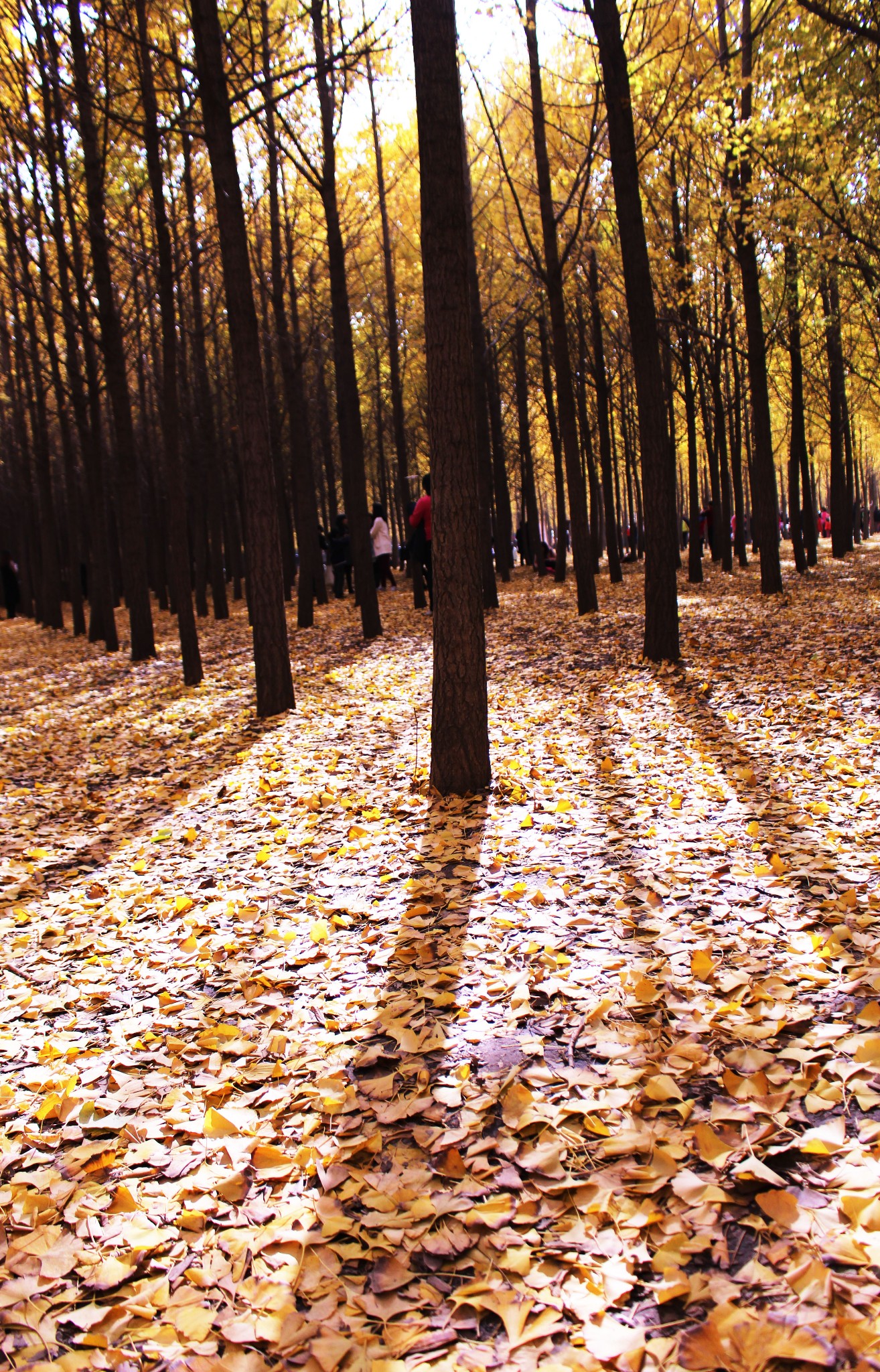 满城尽带黄金甲之美女同行汉阳陵银杏林
