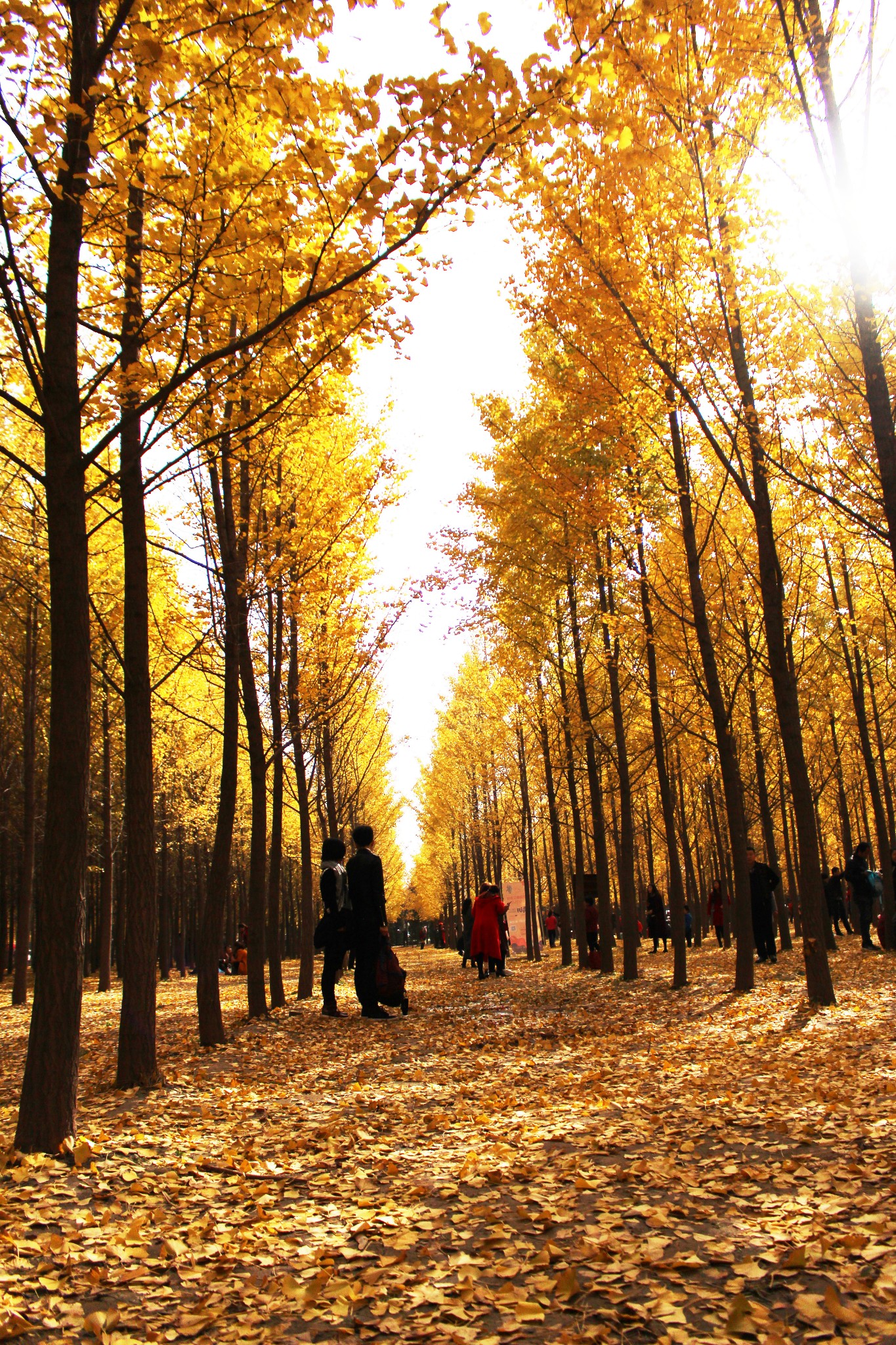 满城尽带黄金甲之美女同行汉阳陵银杏林