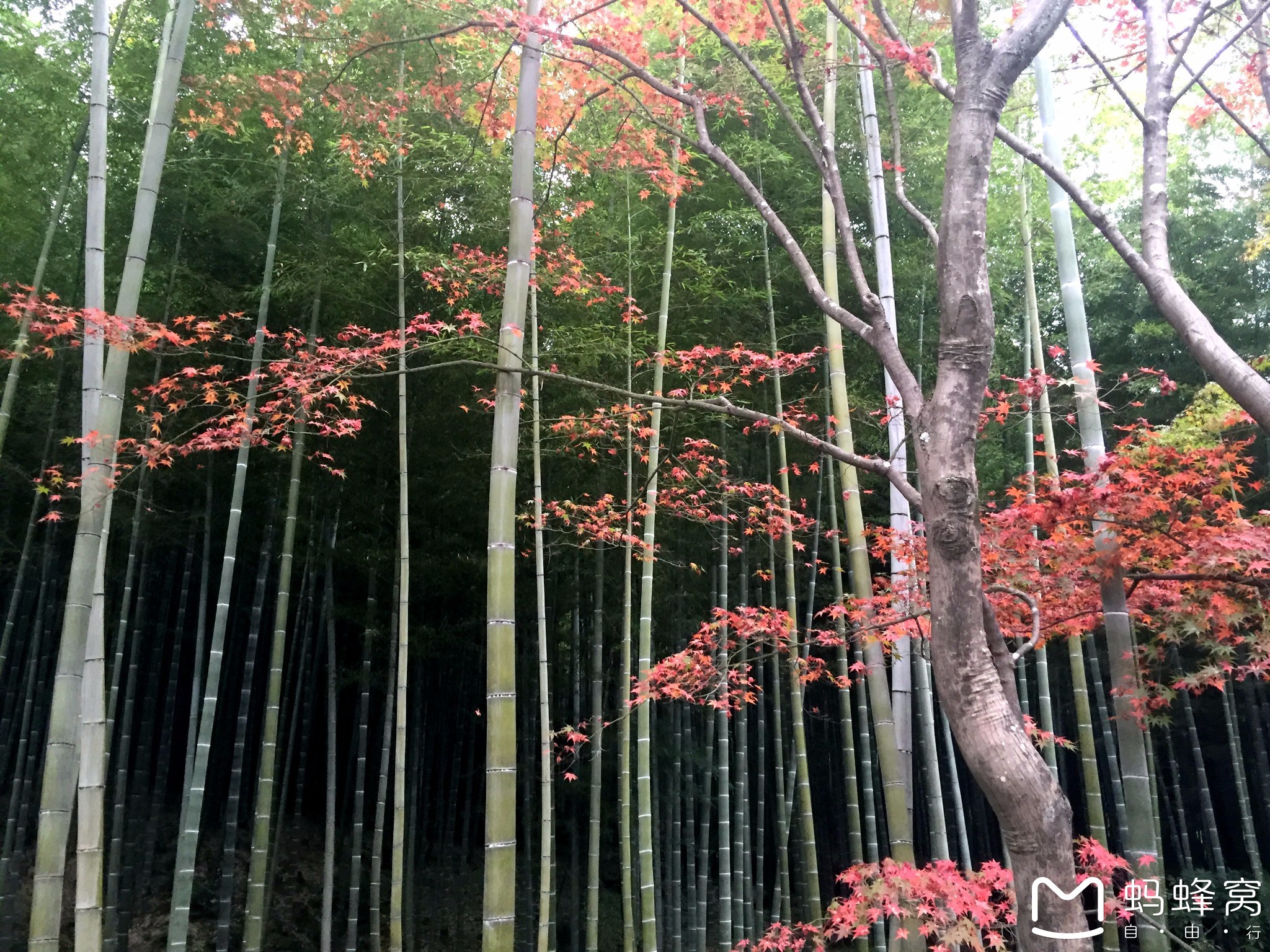 京都自助遊攻略