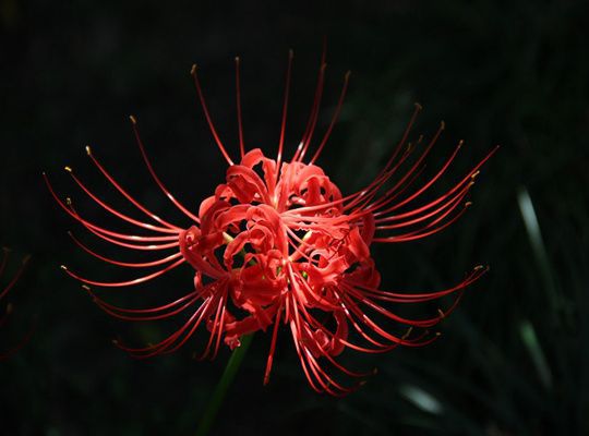 寻龙诀里那朵颜值高的彼岸花到底是啥