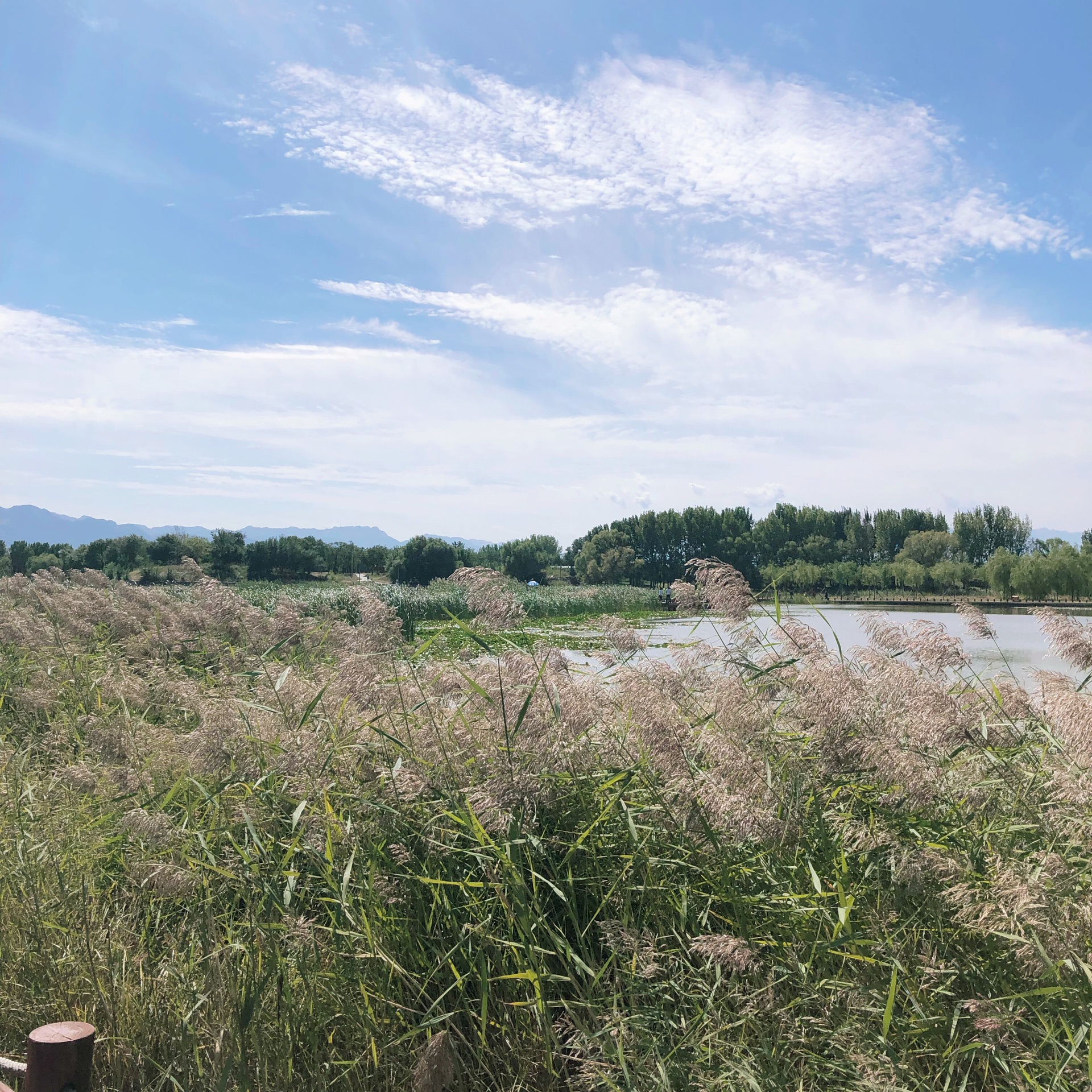 沙城湿地公园图片