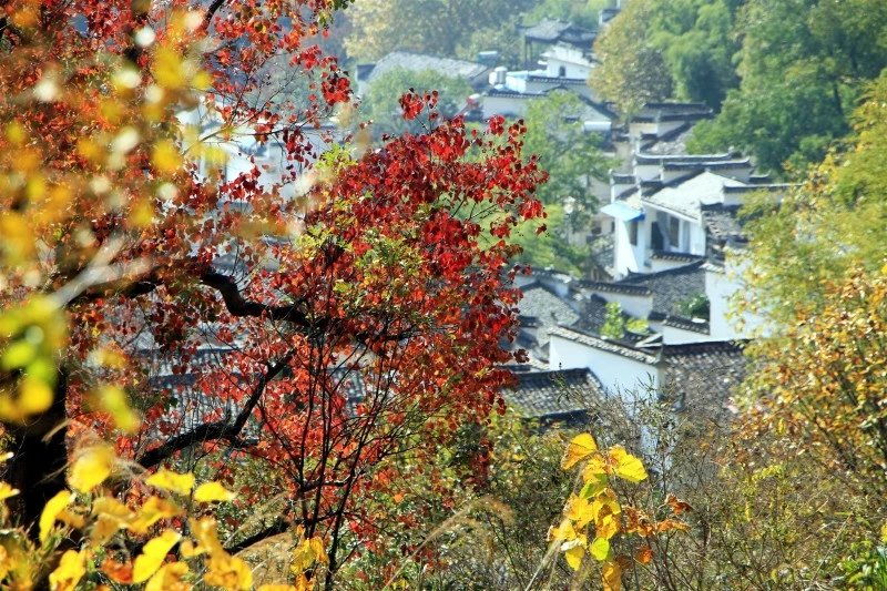 黃山塔川秋色攝影賞景攻略,塔川旅遊攻略 - 馬蜂窩